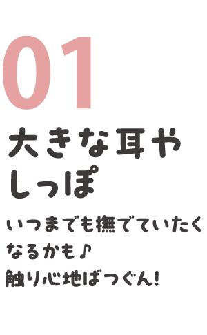 01 大きな耳やしっぽ いつまでもなでていたくなるかも ♪ 触り心地はばつぐん！